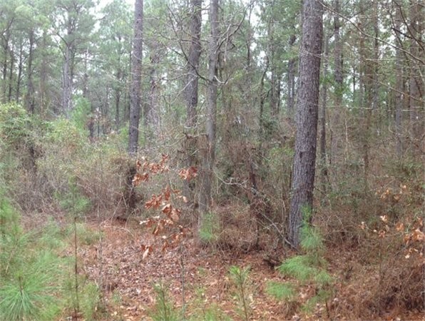 Horne Tract of Winn Parish | Dodson, Louisiana Land For Sale