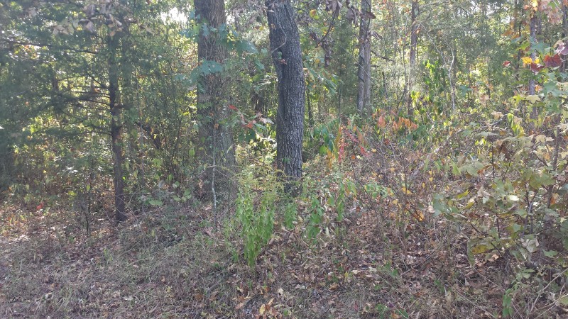 Pace 10 Tract of Bossier Parish | Plain Dealing, Louisiana Land For Sale