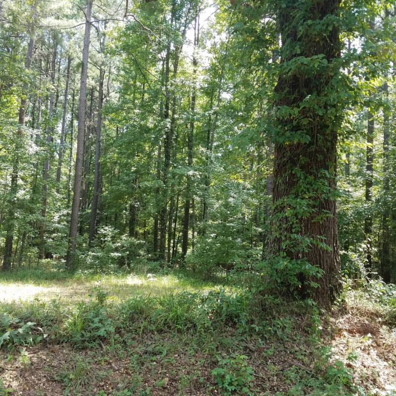 Mt Lebanon 150 of Cleveland County, AR | New Edinburg, Arkansas Land ...